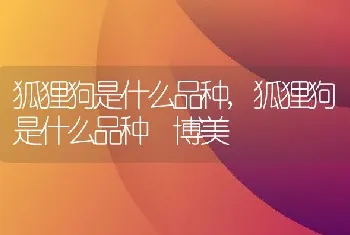 狐狸狗是什么品种，狐狸狗是什么品种 博美