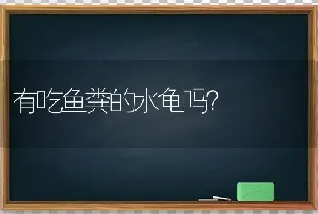 有吃鱼粪的水龟吗？