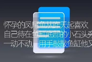 怀孕的凤尾鱼从昨天起喜欢自己待在鱼缸底部的小石头旁一动不动,用手敲敲鱼缸他又游两下，怎么回事？还有就是中午开始发现身子有点斜