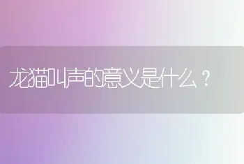 龙猫叫声的意义是什么？