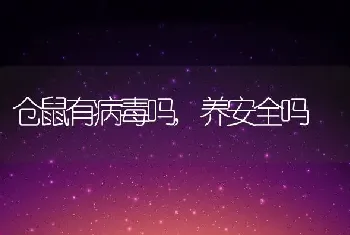 仓鼠有病毒吗，养安全吗