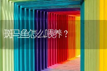 斑马鱼怎么喂养？