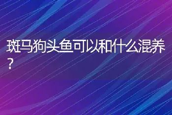 斑马狗头鱼可以和什么混养？