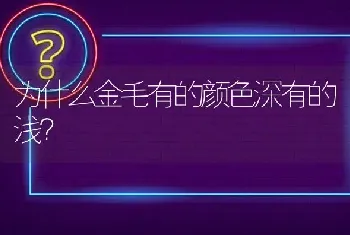 为什么金毛有的颜色深有的浅？