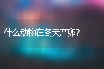 什么动物在冬天产卵？