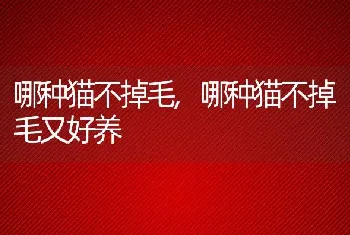 哪种猫不掉毛，哪种猫不掉毛又好养