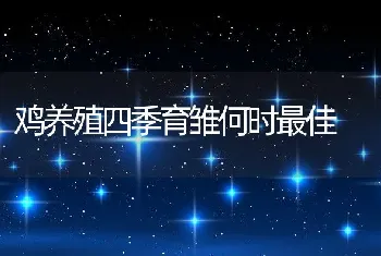 鸡养殖四季育雏何时最佳