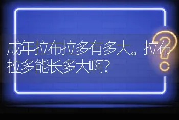 成年拉布拉多有多大。拉布拉多能长多大啊？