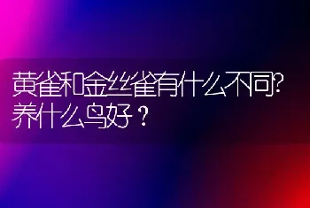 黄雀和金丝雀有什么不同?养什么鸟好？