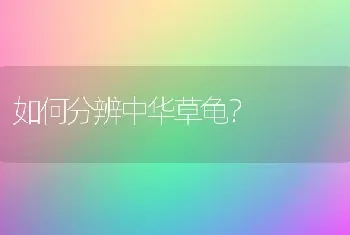 如何分辨中华草龟？