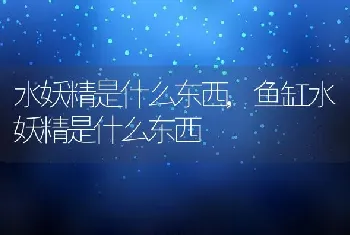 水妖精是什么东西，鱼缸水妖精是什么东西