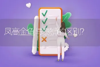 凤高金鱼与泰狮的区别？