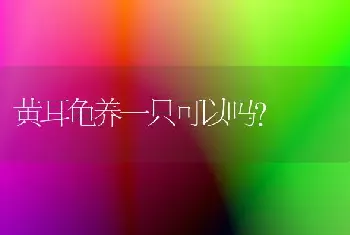 黄耳龟养一只可以吗？