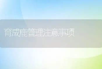 育成鹿管理注意事项