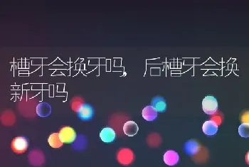 槽牙会换牙吗，后槽牙会换新牙吗