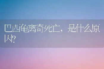 巴西龟离奇死亡，是什么原因？