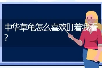 中华草龟怎么喜欢盯着我看？