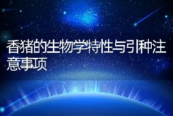 香猪的生物学特性与引种注意事项