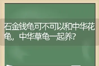 石金钱龟可不可以和中华花龟，中华草龟一起养？