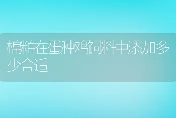 棉粕在蛋种鸡饲料中添加多少合适