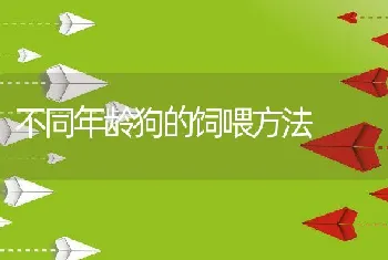 不同年龄狗的饲喂方法