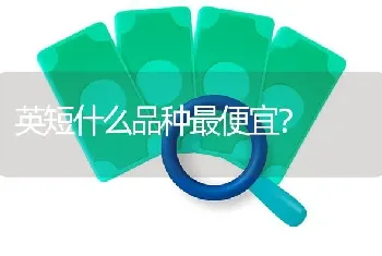 英短什么品种最便宜？