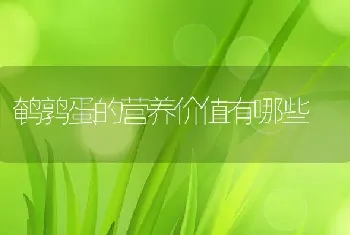 鹌鹑蛋的营养价值有哪些