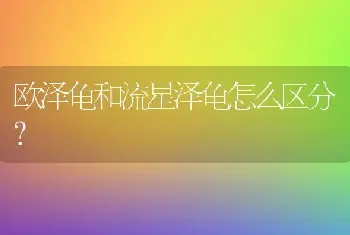 欧泽龟和流星泽龟怎么区分？