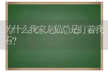 为什么我家龙猫总是盯着我看？