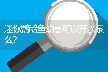 迷你鹦鹉鱼幼崽可以开水泵么？