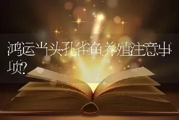 鸿运当头孔雀鱼养殖注意事项？