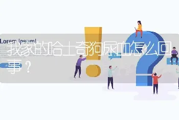 我家的哈士奇狗尿血怎么回事？