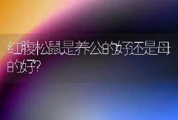 红腹松鼠是养公的好还是母的好？