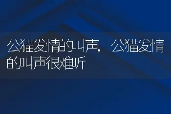 公猫发情的叫声，公猫发情的叫声很难听