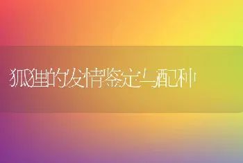 狐狸的发情鉴定与配种