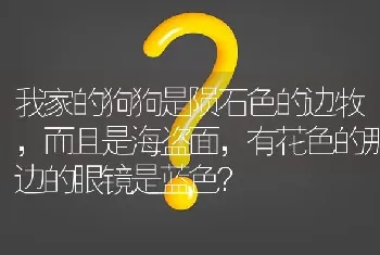 我家的狗狗是陨石色的边牧，而且是海盗面，有花色的那边的眼镜是蓝色？