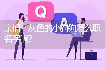 亲们，灰色的小狗狗怎么取名字啊？