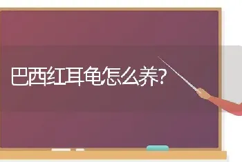 巴西红耳龟怎么养？