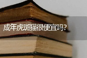 成年虎斑猫很便宜吗？