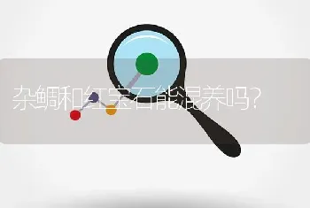 杂鲷和红宝石能混养吗？