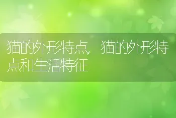 柴犬秋田犬区别，柴犬秋田犬区别图片