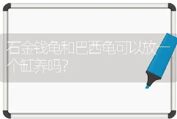 石金钱龟和巴西龟可以放一个缸养吗？