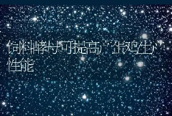 饲料酵母可提高产蛋鸡生产性能