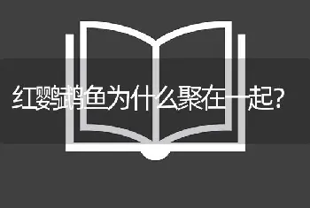 红鹦鹉鱼为什么聚在一起？