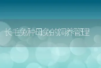 长毛兔种母兔的饲养管理