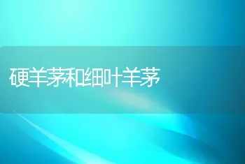 罗非鱼海水养殖技术