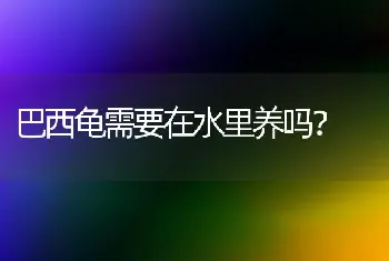 巴西龟需要在水里养吗？