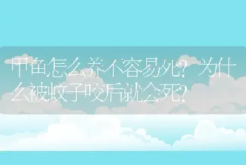 甲鱼怎么养不容易死?为什么被蚊子咬后就会死?