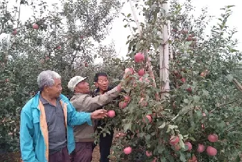 苹果霉心病的综合防治技术