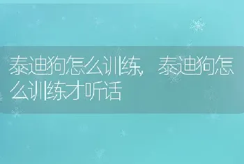 泰迪狗怎么训练，泰迪狗怎么训练才听话